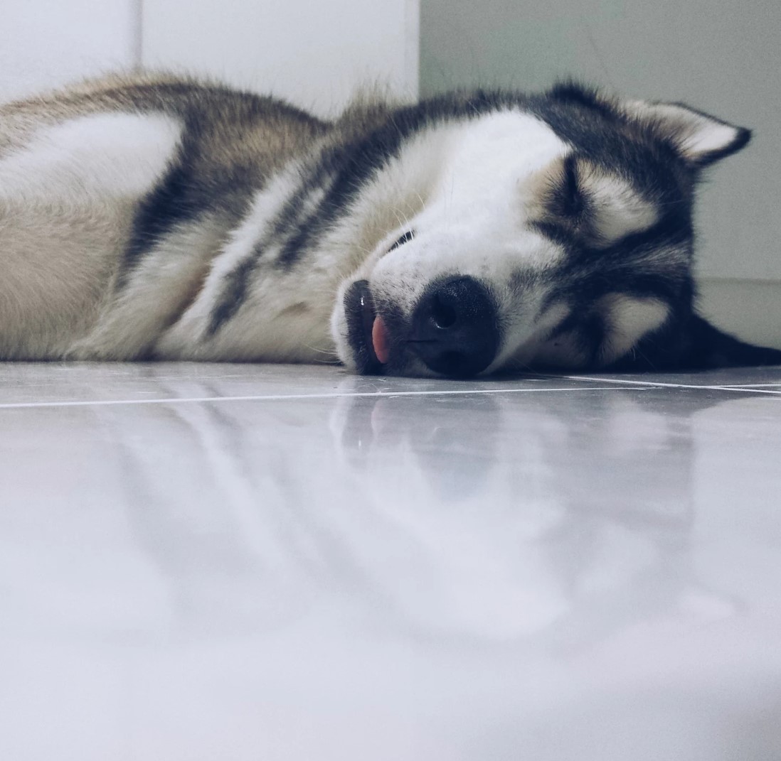 狗狗睡眠冷知识,狗狗睡眠秘密大全