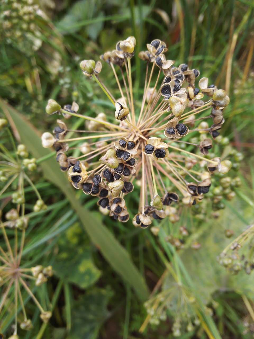 韭菜籽的功效与作用与主治,韭菜与韭菜子功效区别