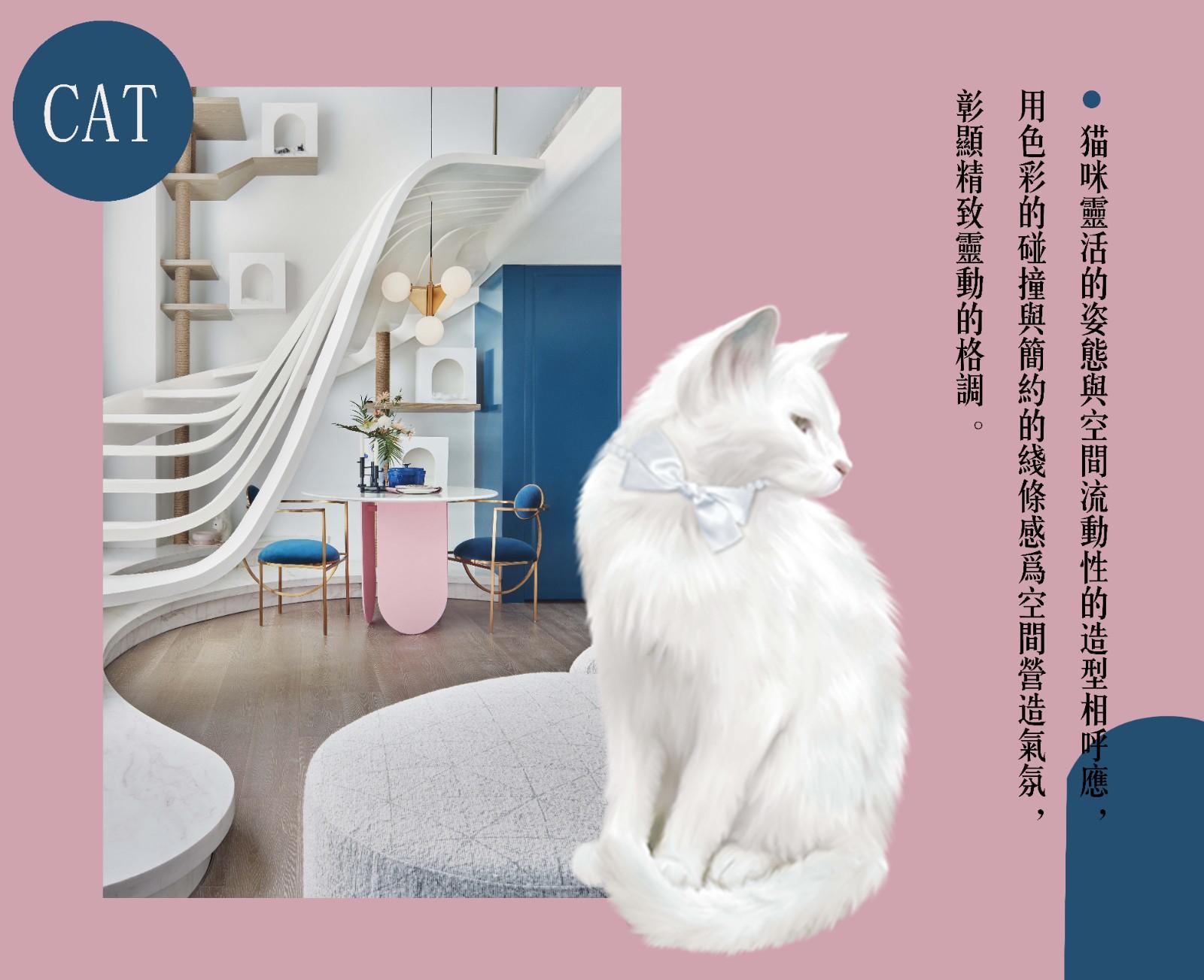 猫式伸展提高气质,猫式灵动