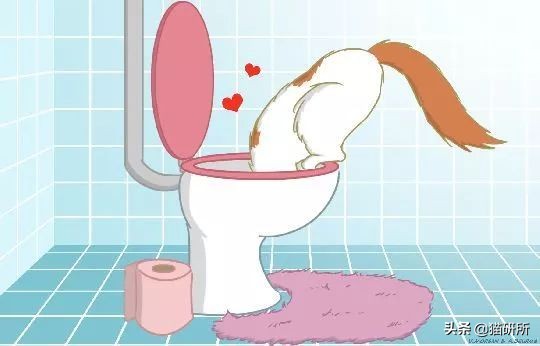 猫咪为什么喜欢马桶水,为啥猫咪喜欢喝洗澡水