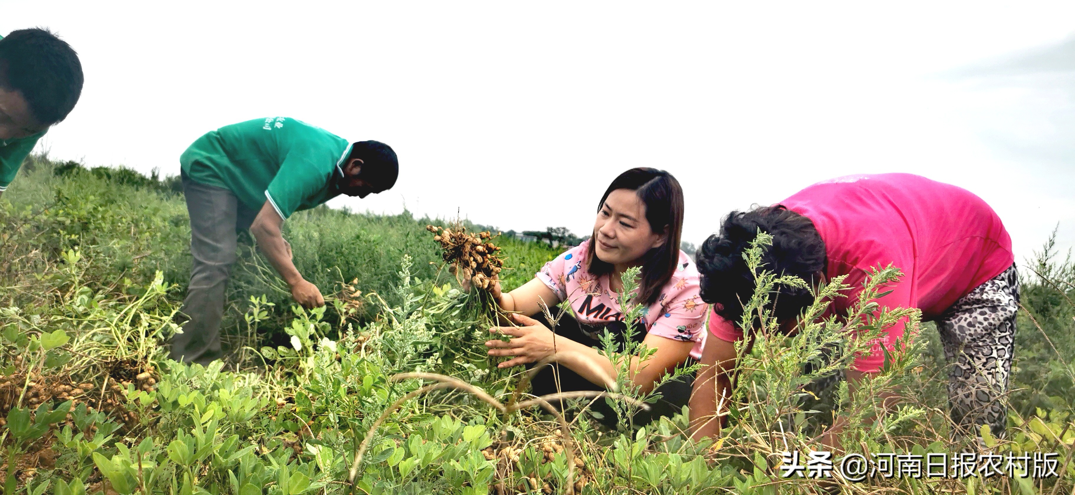 “真硒”土地上收获“珍稀”财富——记平顶山绿禾农业科技开发有限公司总经理秦丽敏
