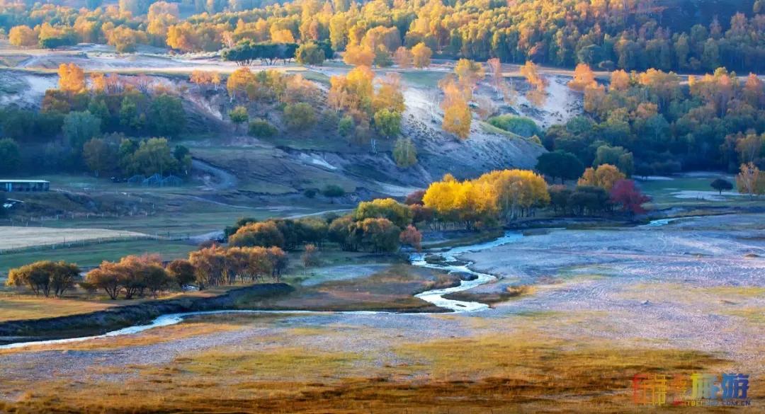 一到秋天,这里就美成了金色天堂!全世界独一份!