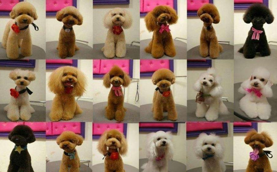 泰迪犬有什么优点与缺点呢,泰迪犬的优点及缺点详细介绍