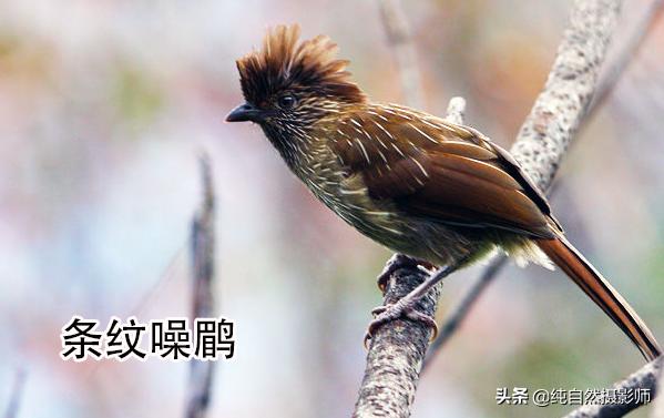 画眉品种有哪些,画眉科的鸟类大全