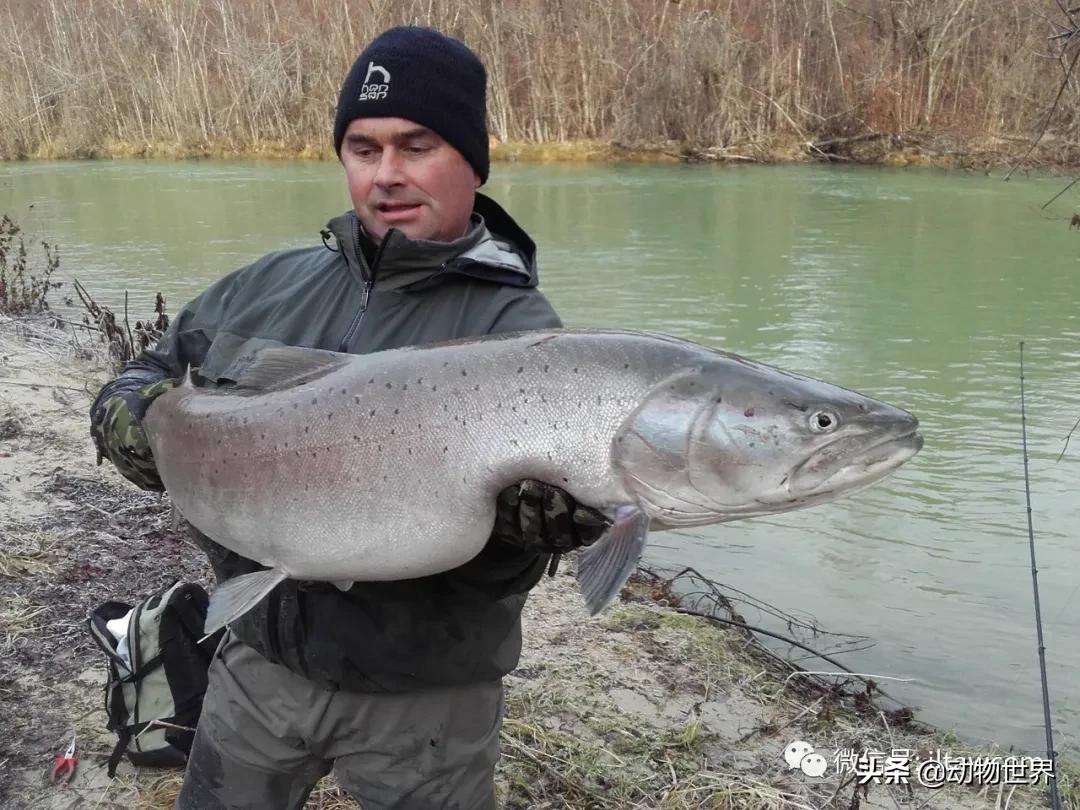 三文鱼是怎样的鱼,三文鱼冷冻后还可以生吃吗
