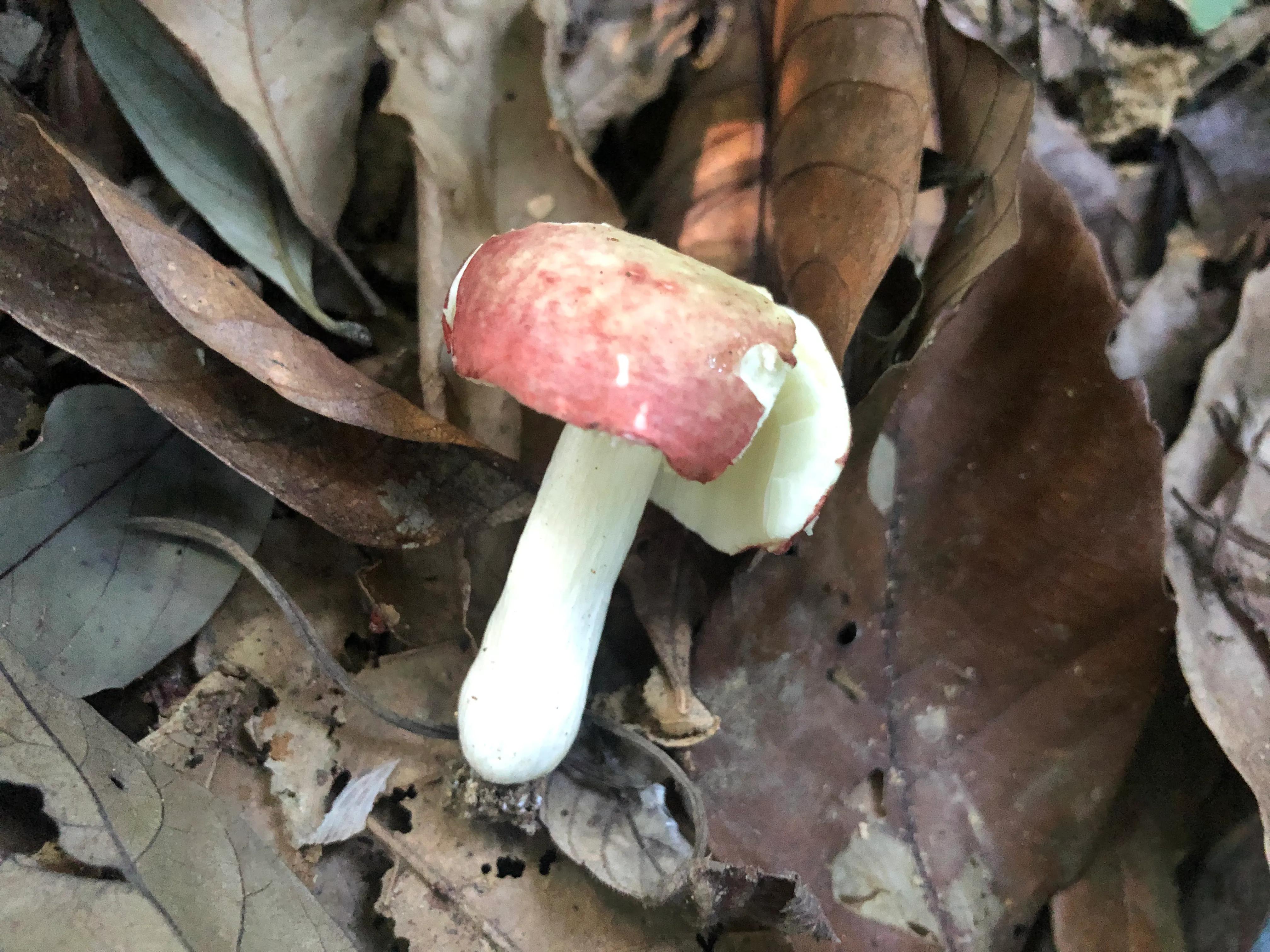 深山野岭野生植物,深山老林野菜植物