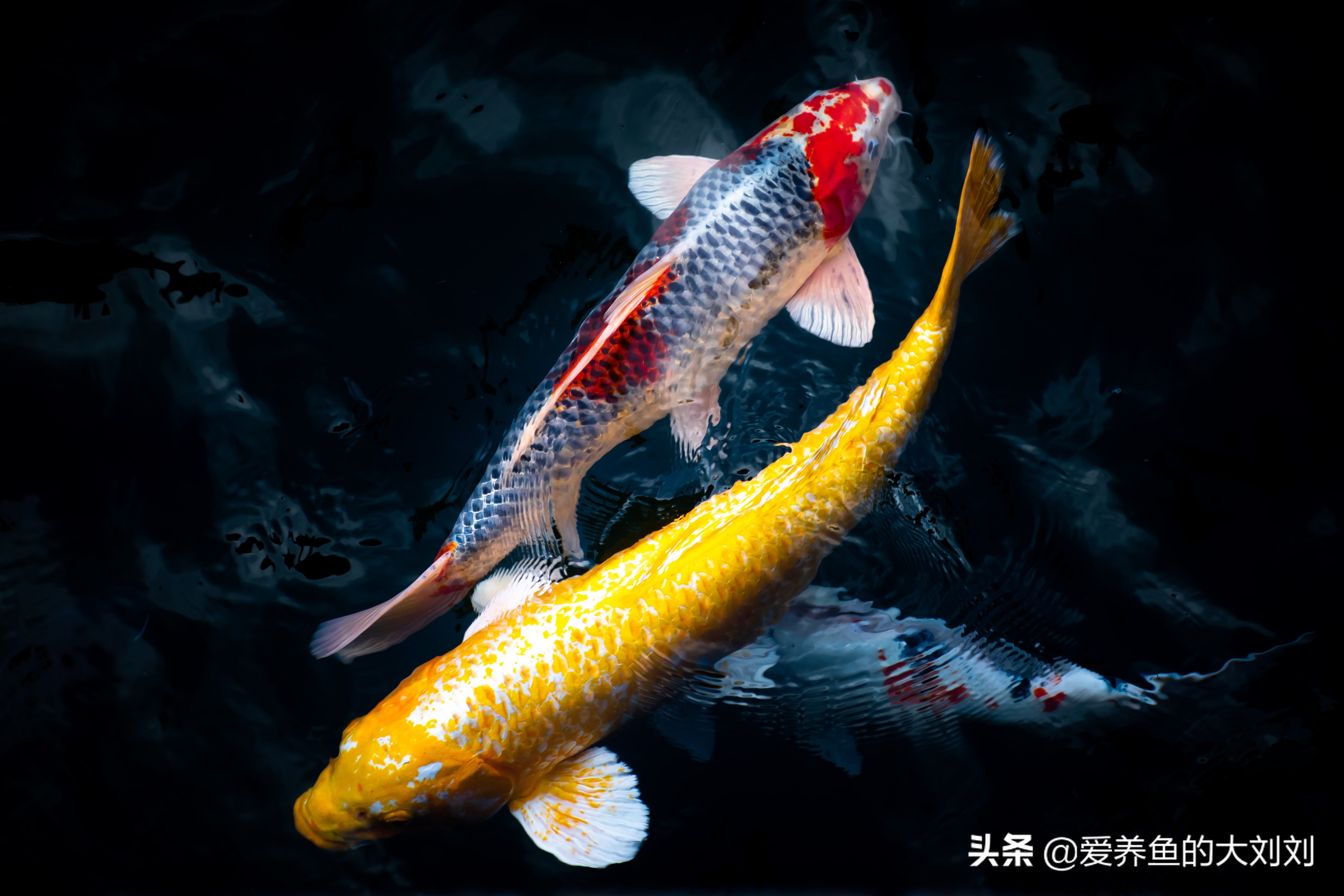 锦鲤怎样才肥又大,秋天到了该减肥了