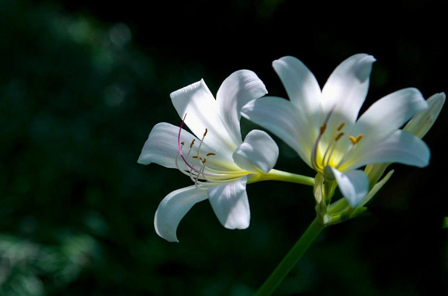 古诗暗香,诗《暗香》