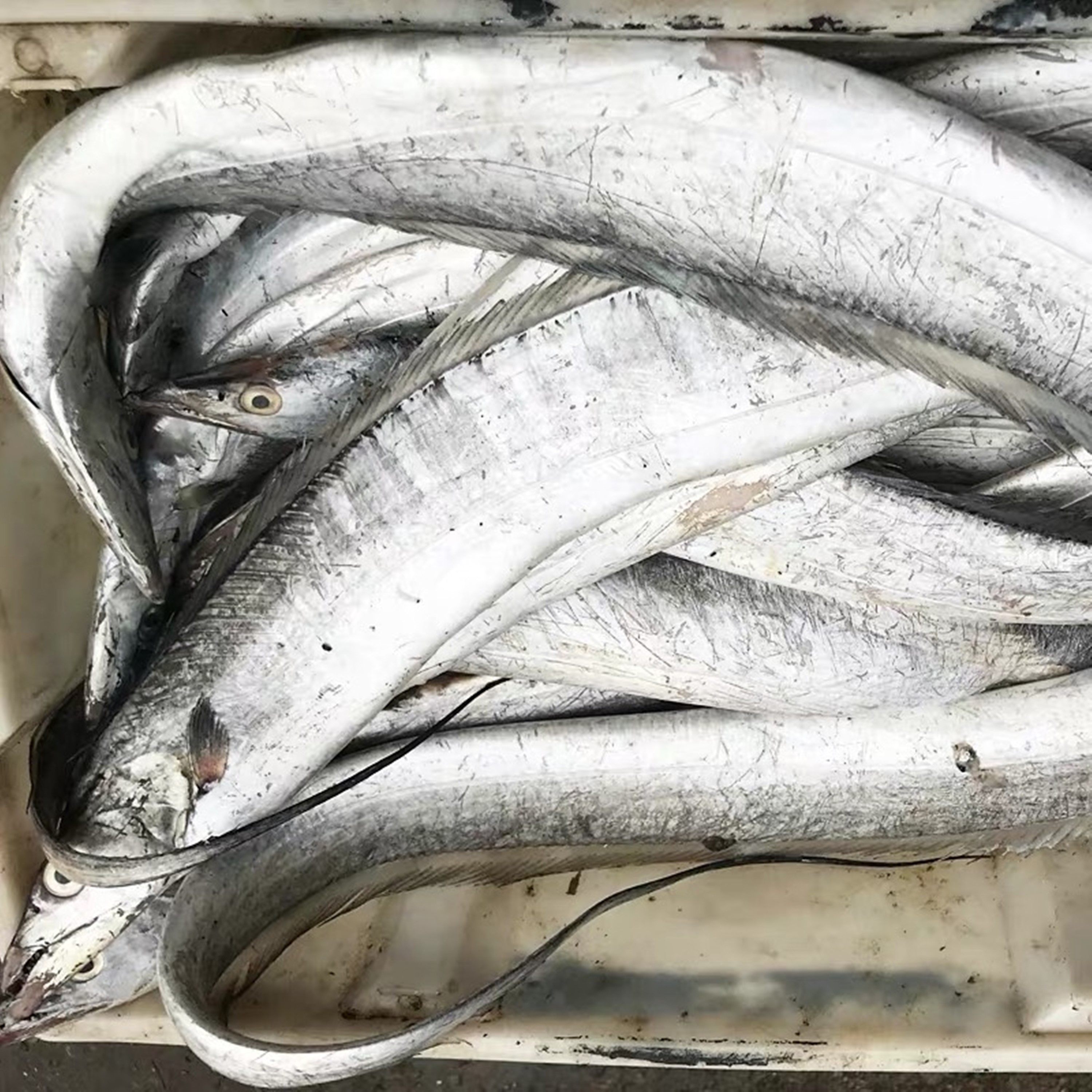 买带鱼挑大的还是小的好,想买舟山带鱼敢不敢买呀