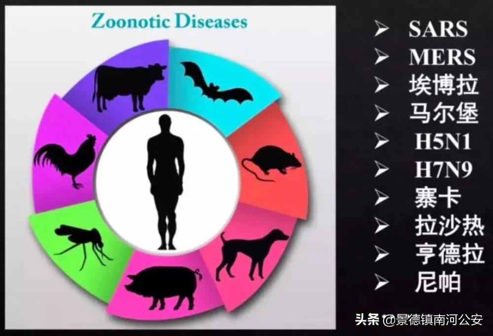 野味都有什么动物,哪些动物属于野味