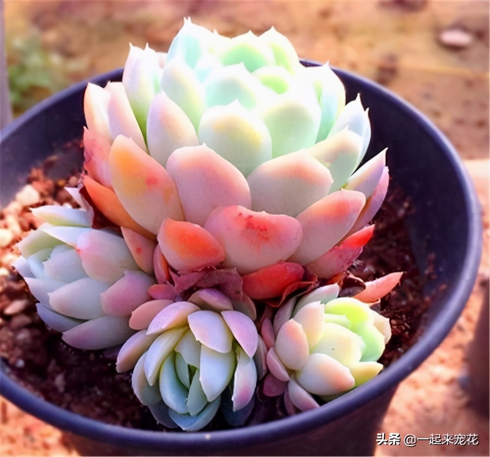 养冰玉多肉的正确方法,多肉冰莓月影养殖方法