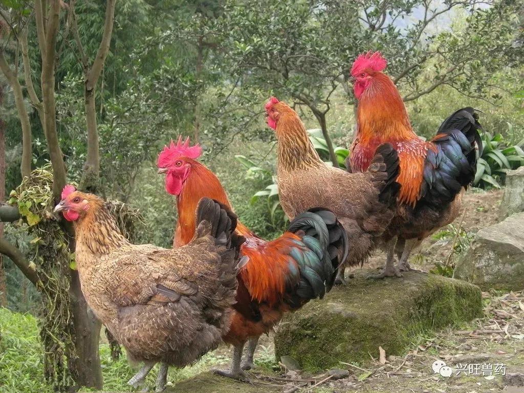 投资小挣钱快的4个项目解析,投资少赚钱快的致富好项目