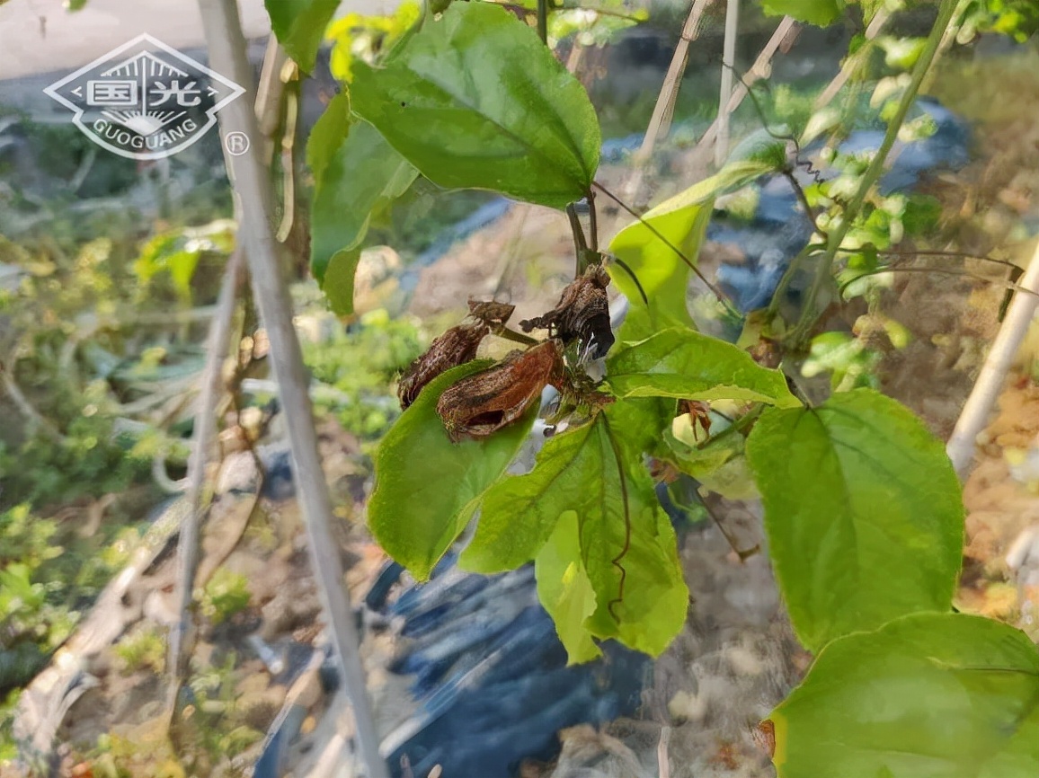 黄金百香果田间管理,黄金百香果苗期溃疡病