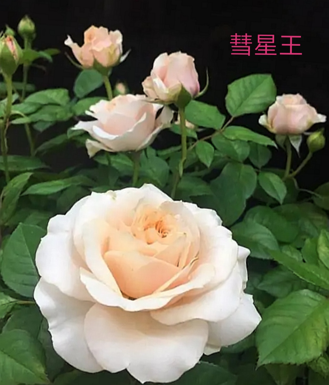 阳台系列月季品种大全,微型月季藤本月季