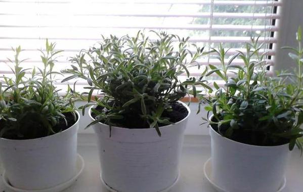 薰衣草用什么肥料最好生根快,薰衣草盆栽用什么肥料最好