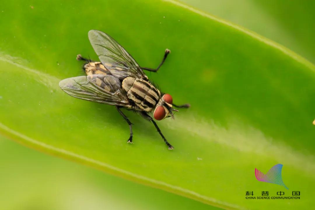 苍蝇为什么有时候把头拧下来玩,为什么苍蝇老喜欢搓手呢