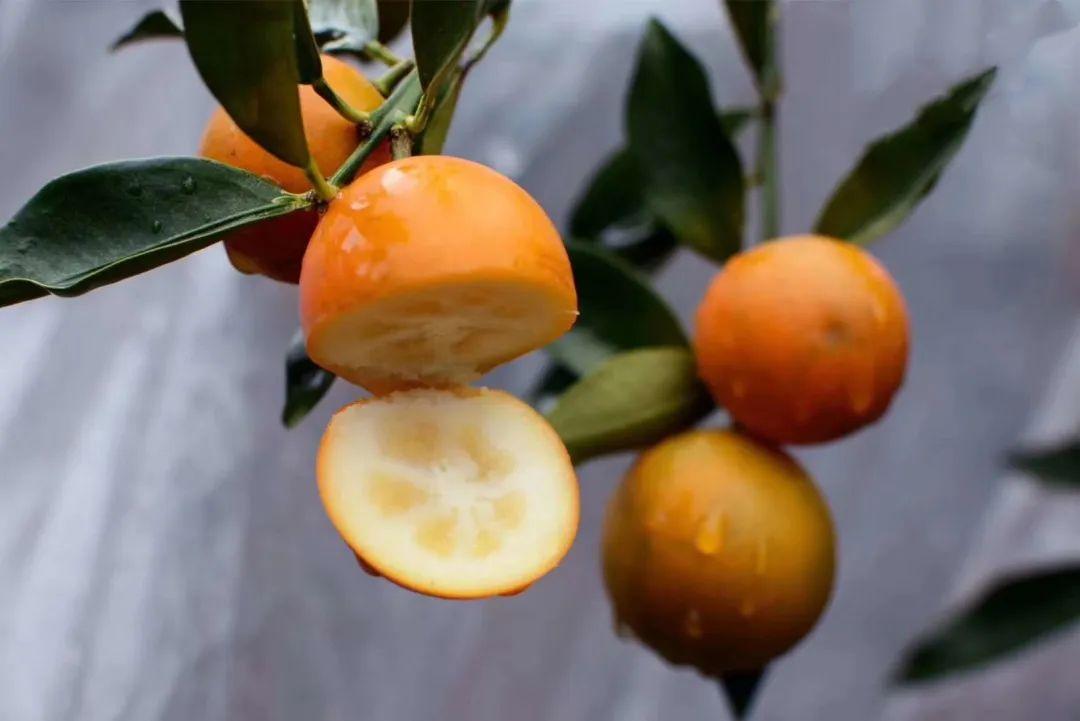 冰糖心金桔独立包装,冰糖心苹果顺丰包邮