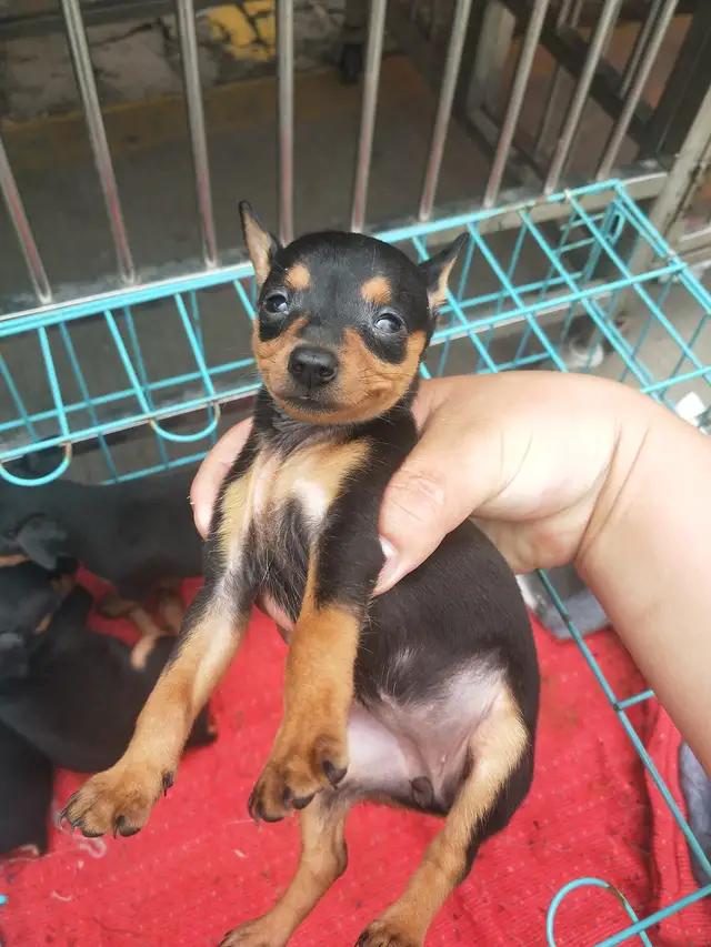 开封杨丰宠物市场最新价格信息,开封杨丰宠物市场现在开着吗