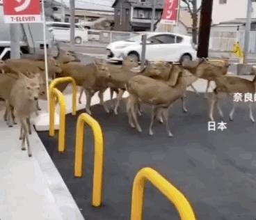 海豚“杰克”在暗礁海域为船只引航41年，爱让我们更懂得善待生命