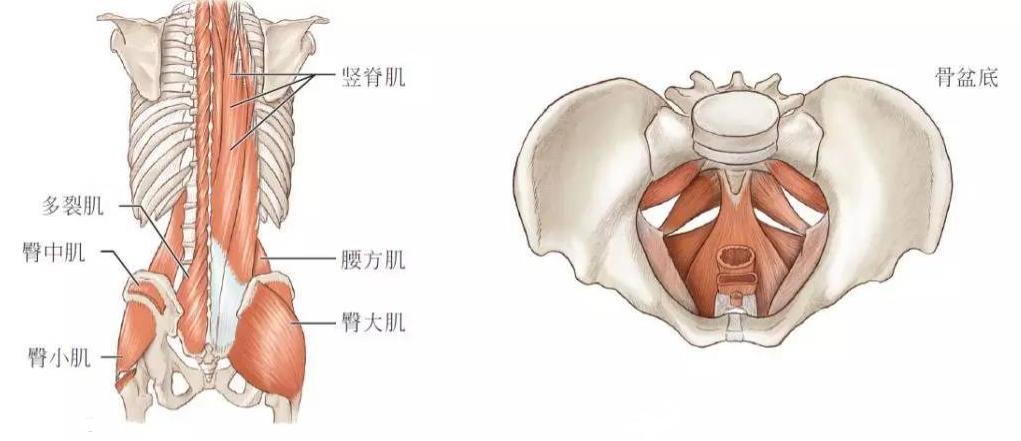 蜜桃臀可能是臀中肌最无聊的应用，还有3大功能，比美观更实用