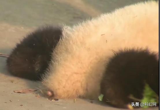 你知道你和大熊猫有什么区别吗,你以为的大熊猫是萌萌的