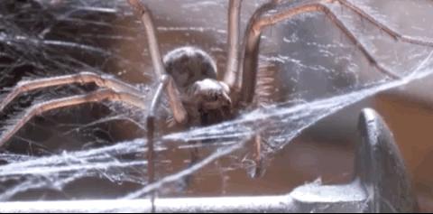 家里出现大蜘蛛是什么蜘蛛,家里来了个大蜘蛛打死了预示什么