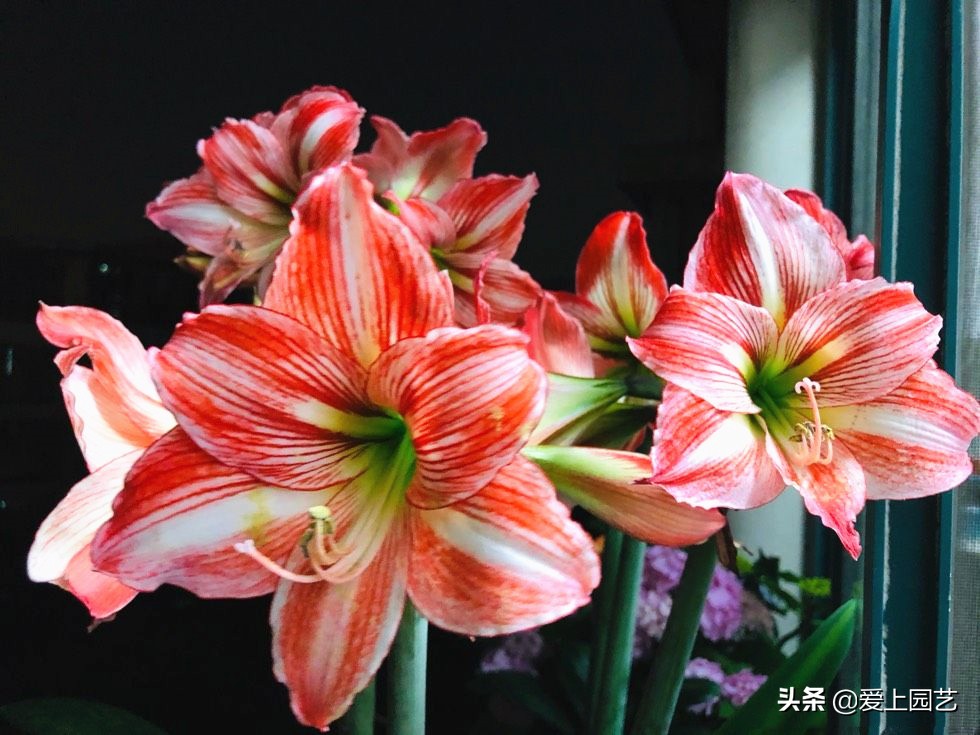 鏈遍《绾㈠井淇＄兢,鏈遍《绾㈢兢