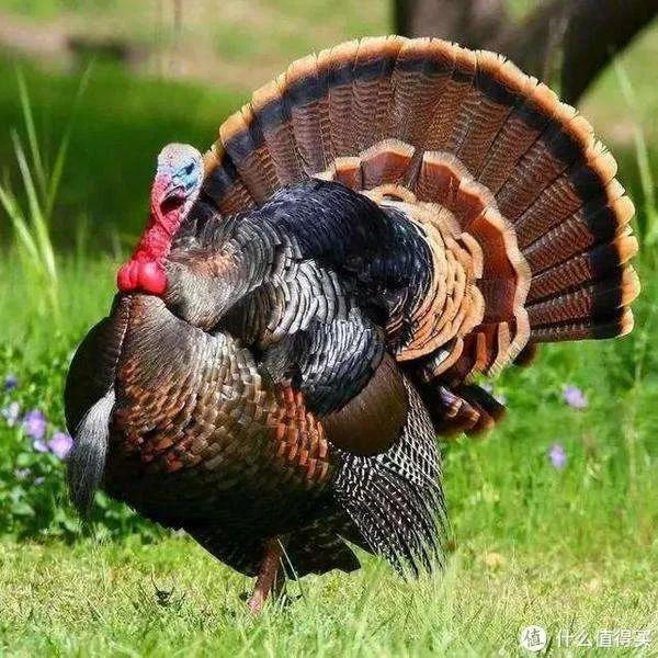 散文食物,散文难忘的美食