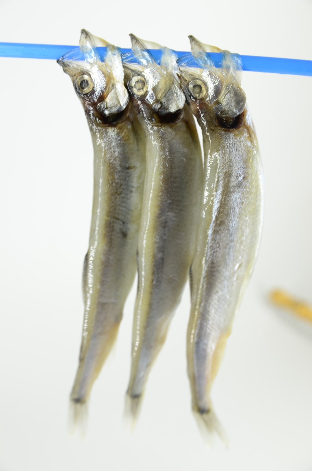 并非多情，只为生存，与多春鱼的美味邂逅