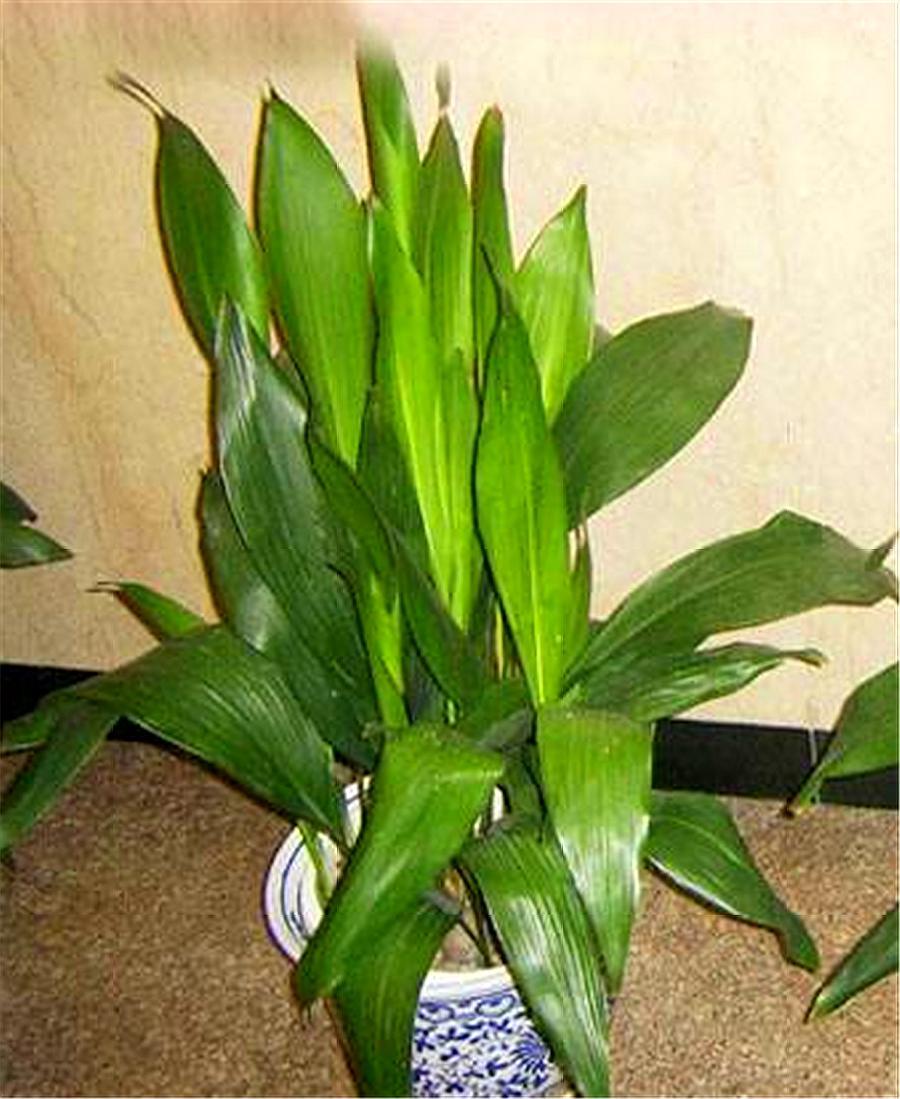 一叶兰老叶修剪图解,一叶兰快速生长