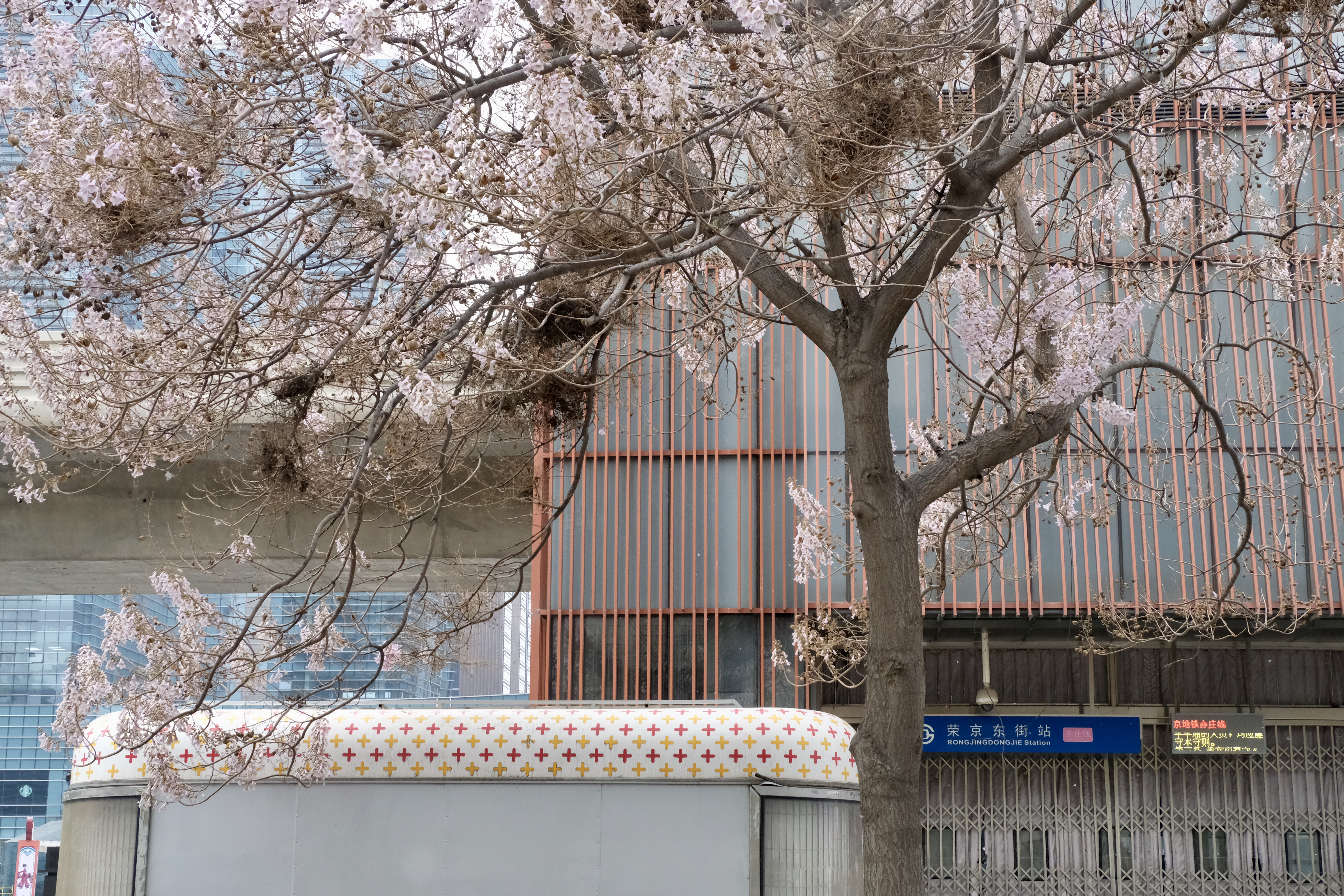 开往地铁上的春天,开往春天的地铁邂逅京城的花开