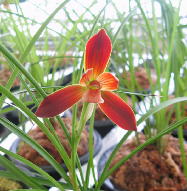 红河红花兰花图片,云南红河兰花名品