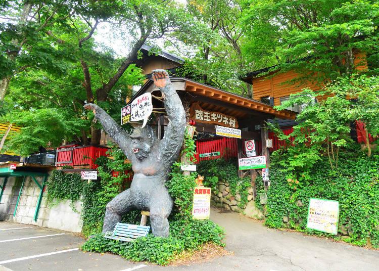 日本藏王狐狸村旅游,藏王狐狸村在哪里