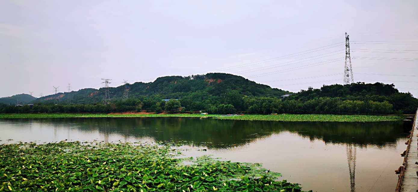 后官湖湿地公园环游,后官湖湿地公园游后感