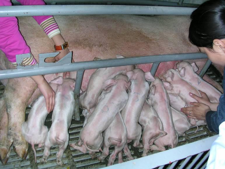 母猪产前产后精细化管理,母猪精细化饲喂