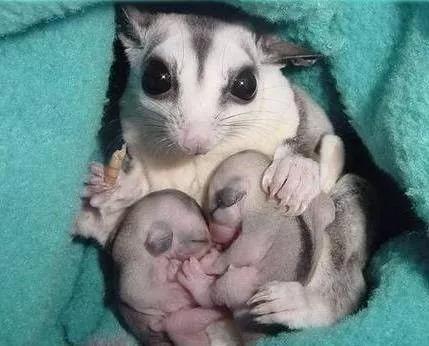 如何和刚到家的蜜袋鼯亲近