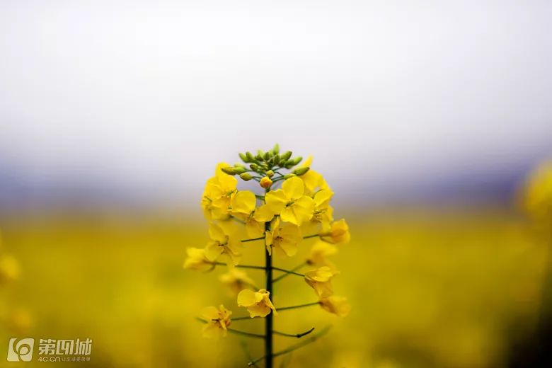 300套轻奢别墅设计,400套极简风格别墅
