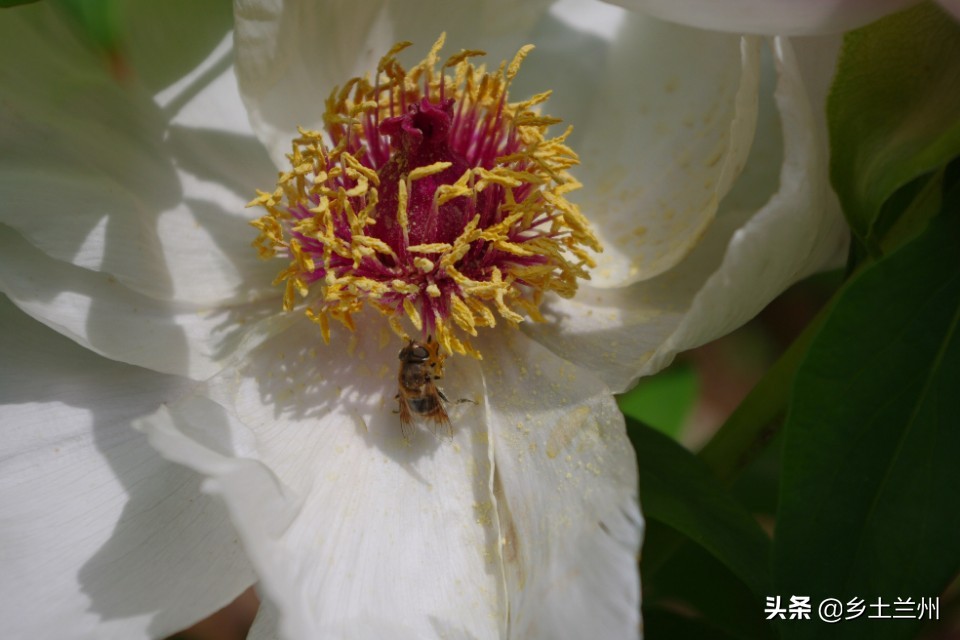 芍药花开的季节等你欣赏,芍药花开如诗如画