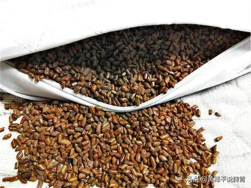 决明子甜叶菊蒲公英的功效与作用,决明子有哪些好处和功效