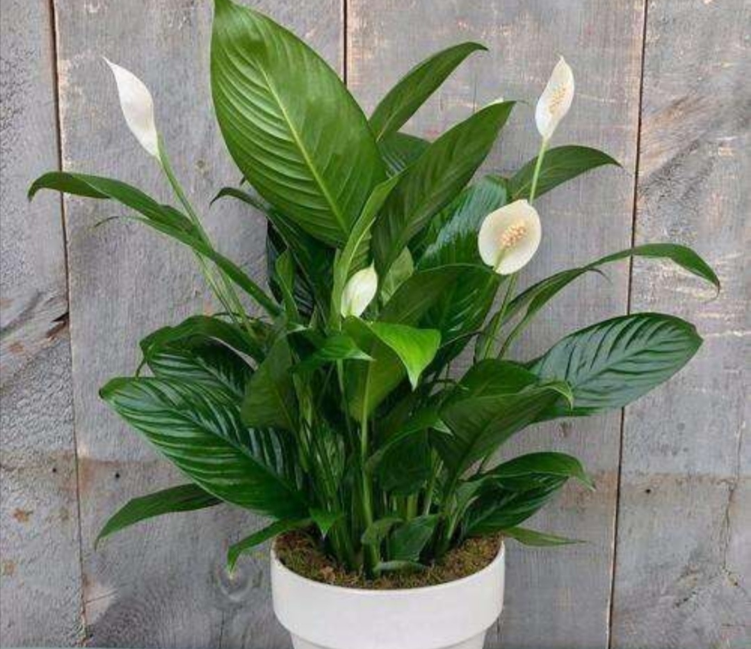 室内养净化空气效果最好的植物,适合室内摆放好养的植物