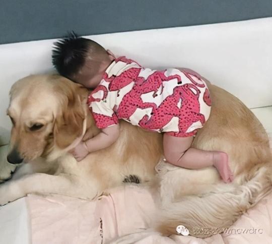 主人收拾两只犯错的狗,主人犯错金毛开启护娃模式