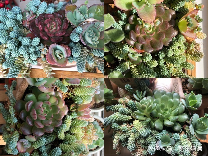 澶忚姳鏈夊摢浜涜姳,澶氳倝鏈夎姳鏈夋灉