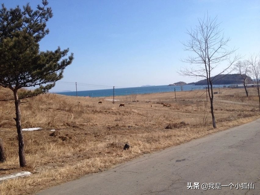 那年，公司将我从非洲安哥拉调到了朝鲜（26、我在朝鲜买海参）