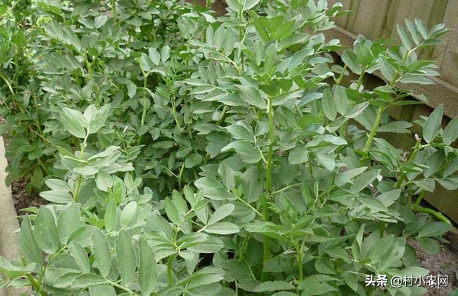 蚕豆又叫兰花豆,蚕豆又叫茴香豆吗