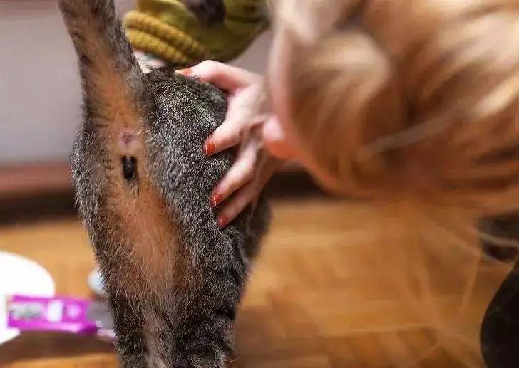 菊部周边长了个肉疙瘩,菊部旁边长了个肉疙瘩