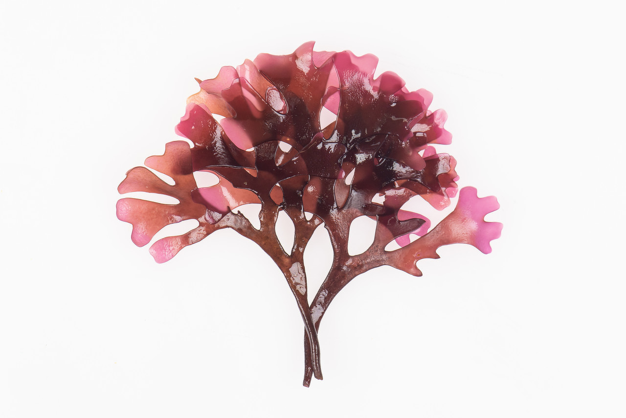 功能性软糖发展趋势,新品加强版植物果蔬压片糖果