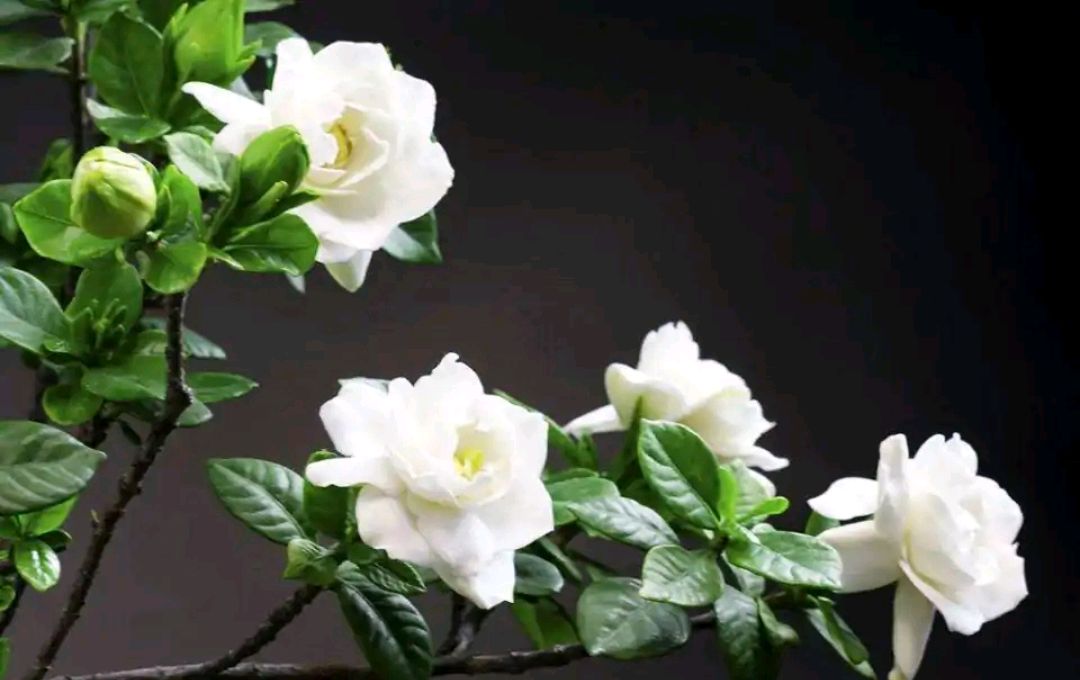 这“38种花”,当你开始收集品种时,你已入坑颇深