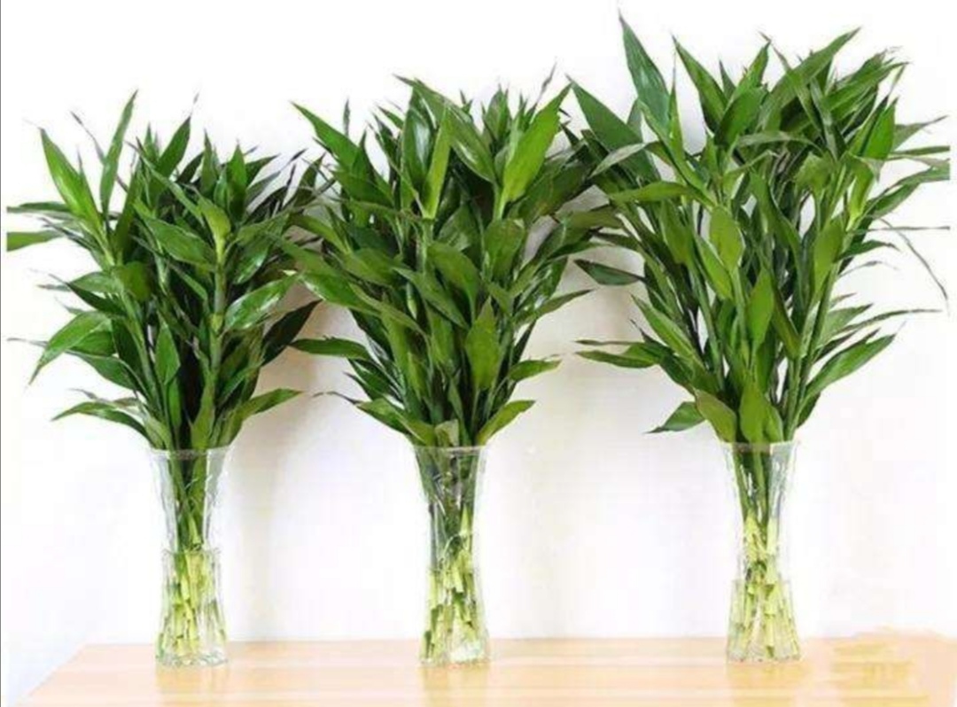 水培富贵竹黄叶怎么补救最佳方法,2个小药片让水培的富贵竹养20年