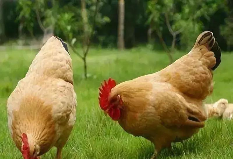 赞美百灵鸟声音好听的语句,评论百灵鸟的声音