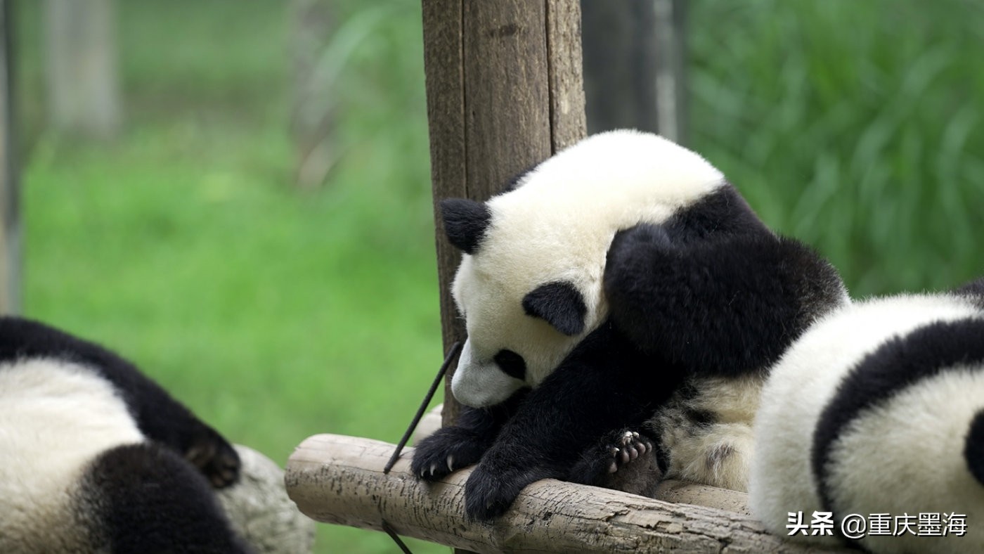 探寻九龙天棺,探索九龙游
